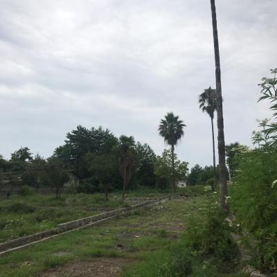 خرید زمین با ویوی بی نظیر جنگل و دریا